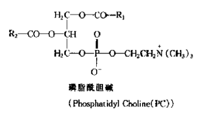 油脂 ,磷脂的結(jié)構(gòu)式