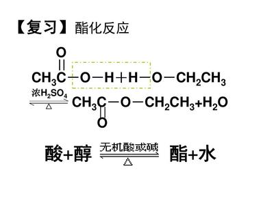 重要的體內能源——油脂